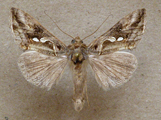 Chrysodeixis acuta
